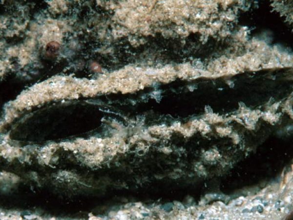 Pinna muricata Guam 654-1