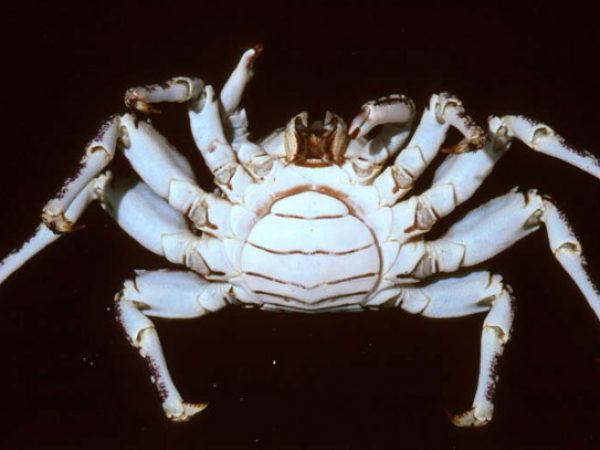 Plagusia squamosa Guam 583-36