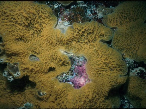 Plakina sp. 1 Guam 288-6_1