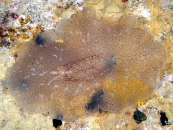 Planoceridae sp. 1 Guam 781-34