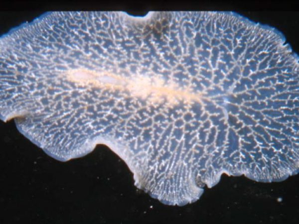 Planoceridae sp. 2 Guam 395-7