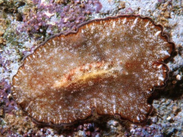 Planoceridae sp. 3 Guam 402-16