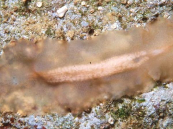 Planoceridae sp. 4 Guam 403-26