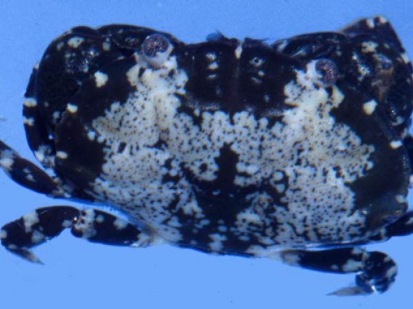 Platypodia anaglypta~ Guam 791-11