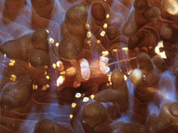 Pliopontonia furtiva Guam 741-19