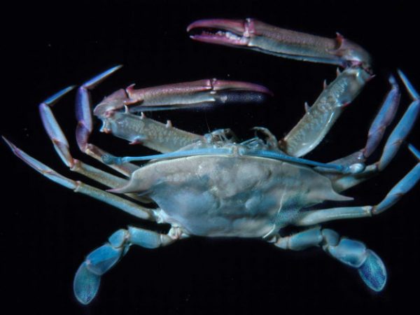 Podophthalmus vigil Guam 459-6