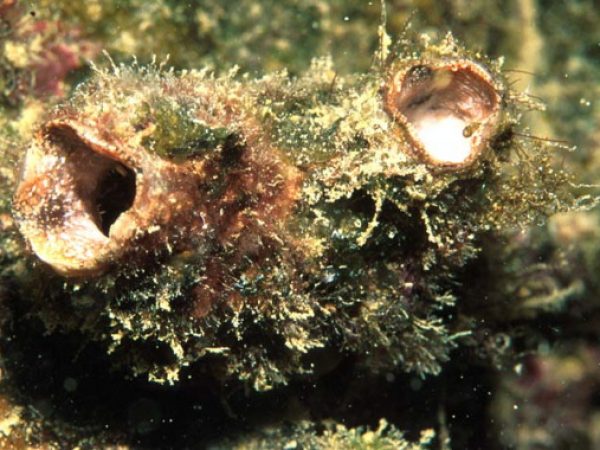 Polycarpa argentata Guam 568-11