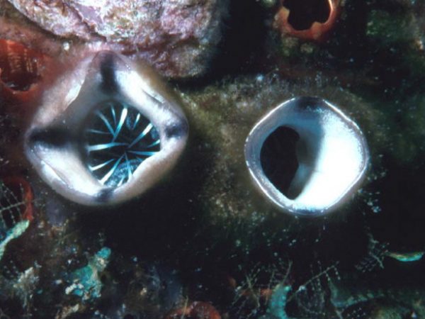 Polycarpa cryptocarpa Guam 522-4