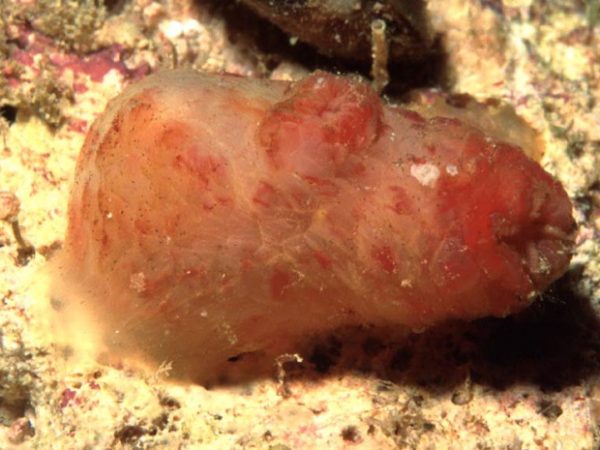 Polycarpa papillata Guam 570-7