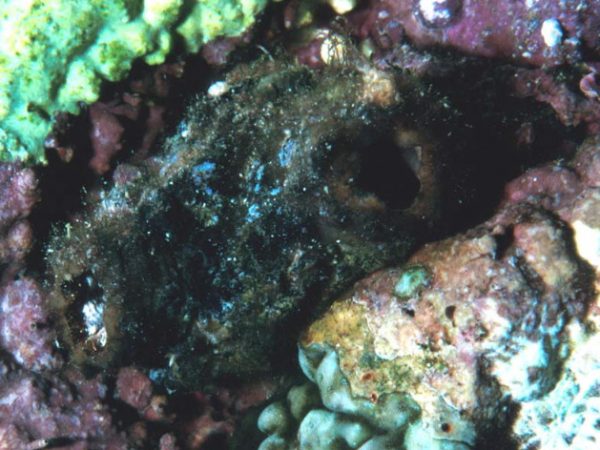 Polycarpa pigmentata Guam 360-33