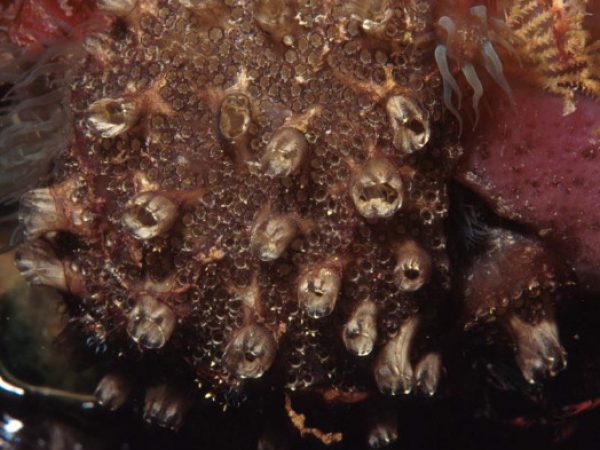 Polyclinum constellatum Guam 512-28