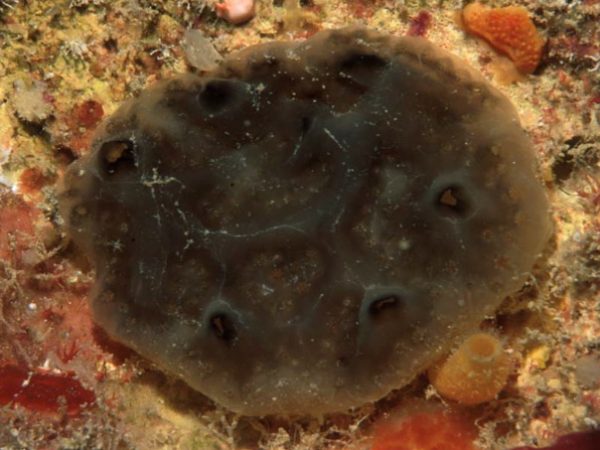 Polyclinum pute Guam 570-12