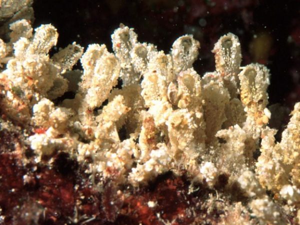 Polyclinum sp. A Guam 528-33