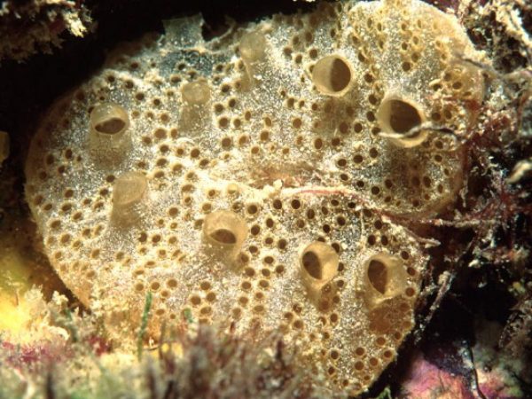 Polyclinum sundaicum Guam 569-13