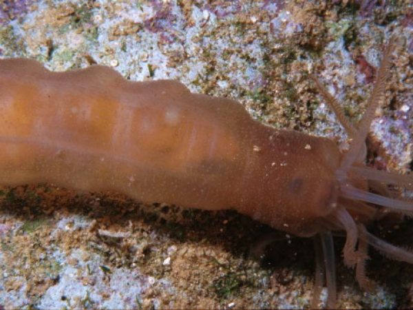 Polyplectana galatheae~ Guam 401-19