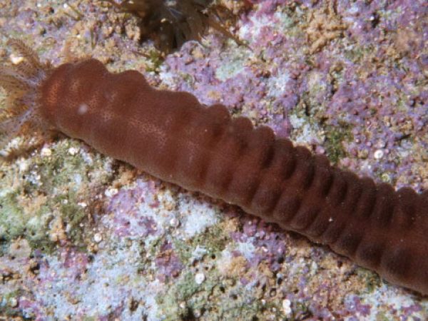 Polyplectana sp. 2 Guam 401-24