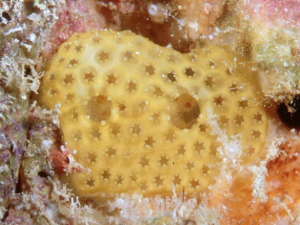 Polysyncraton sp. A Guam 747-17