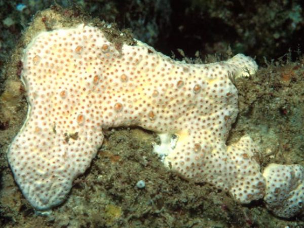 Polysyncraton sp. C (aff poro) Guam 570-5