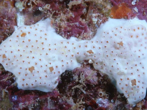 Polysyncraton sp. D Guam 747-18