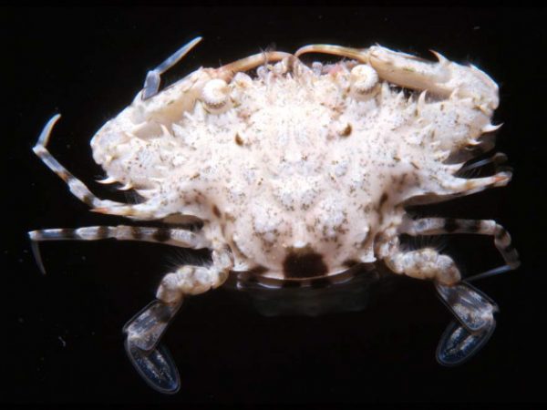 Portunus alcocki Guam 397-25