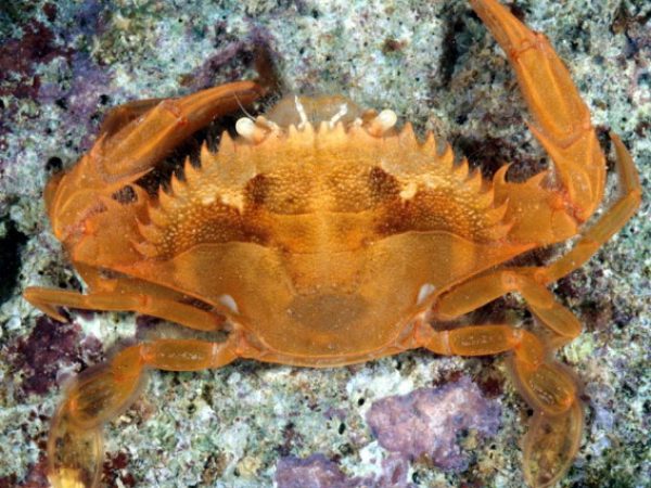 Portunus convexus Guam 810-28