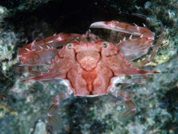 Portunus longispinosus Guam 516-30