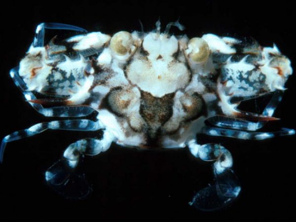 Portunus macrophthalmus Guam 387-19