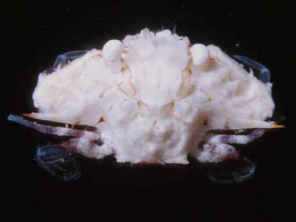 Portunus tuberculosus Guam 391-17