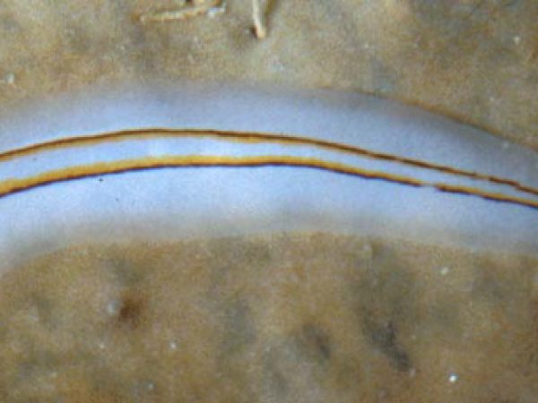 Prosthiostomum cf. trilineatum Guam 590-18