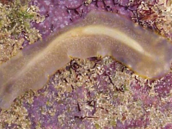 Prosthiostomum sp. 1 Guam RRW2-03-HA-H