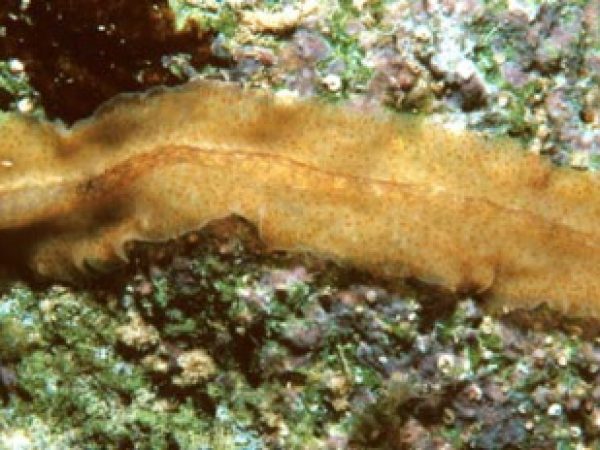 Prosthiostomum sp. 2 Guam 366-15