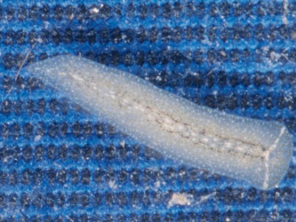 Prosthiostomum sp. 3 Guam RRW 2-9-PB-H