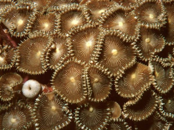 Protopalythoa sp. 1 Guam 360-13