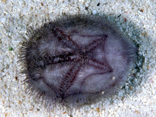 Prymnaster investigatoris Guam 842-18