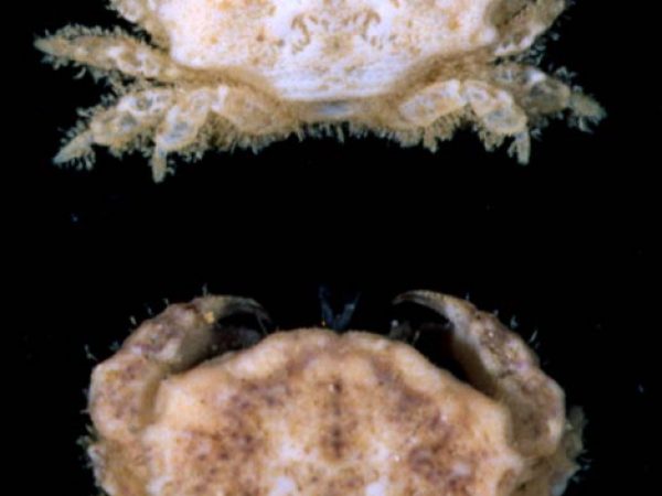 Psaumis ~cavipes Guam 859-24