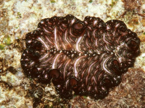 Pseudobiceros bedfordi Guam 516-3