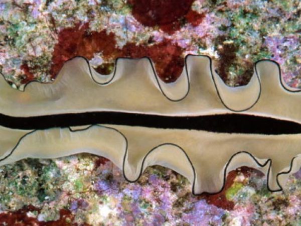 Pseudobiceros cf~aff. gratus Guam 855-25