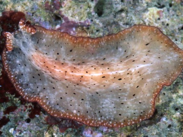 Pseudobiceros damawan Guam 818-27