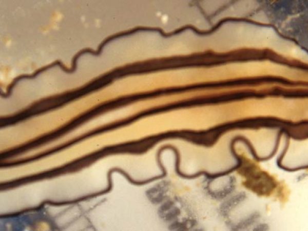 Pseudobiceros gratus Guam SWTH 65-29