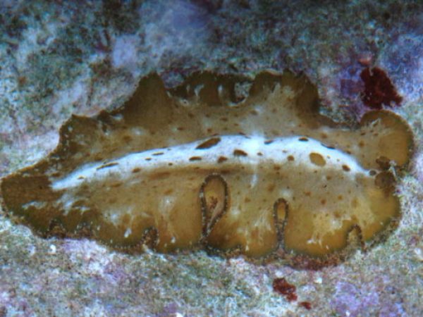 Pseudobiceros kryptos Guam 540-30