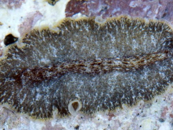 Pseudobiceros murinus Guam 783-32