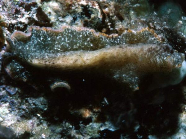 Pseudobiceros murinus Yap 794-17