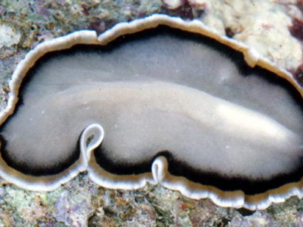 Pseudobiceros sp. 1 (n. sp.) Guam 811-34