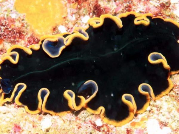 Pseudobiceros sp. 2 (n. sp.) Guam 570-26