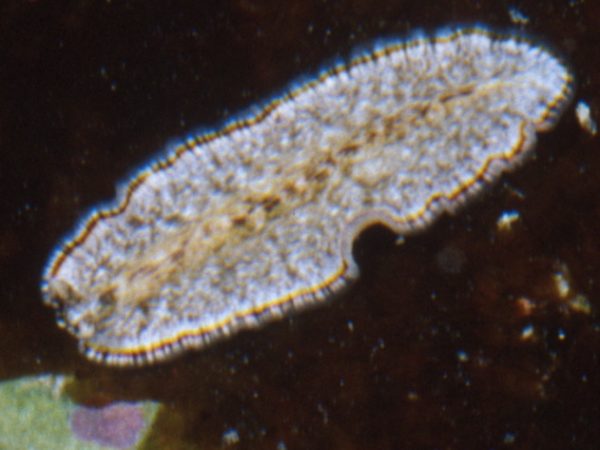 Pseudobiceros sp. 5 Guam RRW 1-72-TB-H