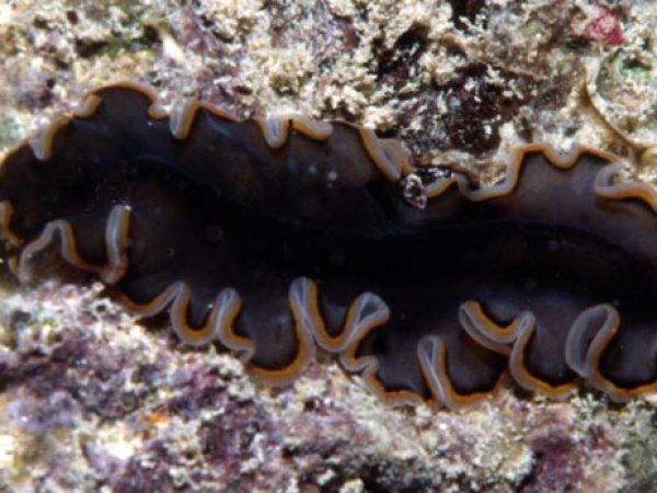 Pseudobiceros uniarborensis Guam 772-13