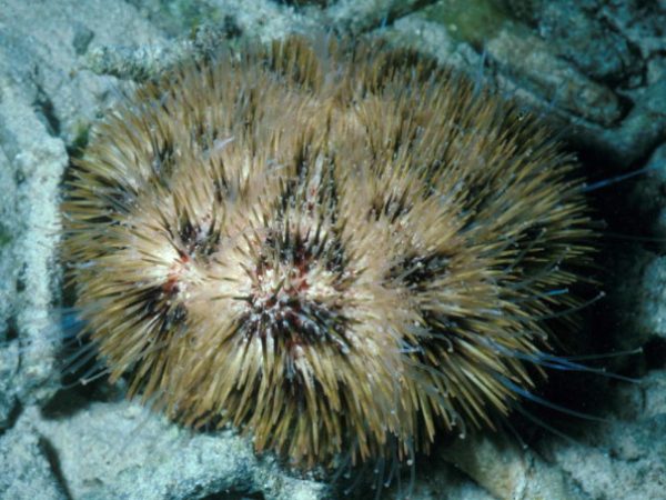 Pseudoboletia maculata Guam 384-18