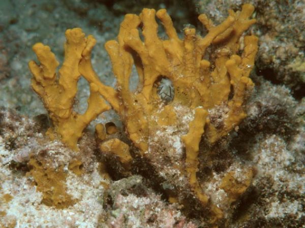 Pseudoceratina purpurea Guam 578-14_1