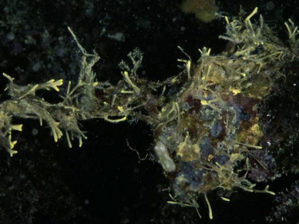 Pseudoceratina sp. 1 Guam 869-25_1