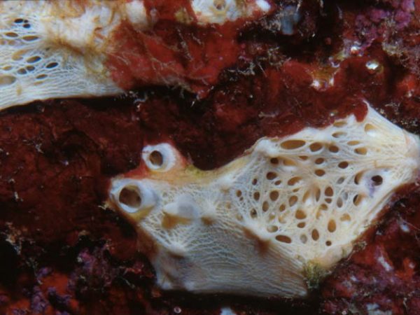 Pseudoceratina sp. 2 Guam 736-26_1